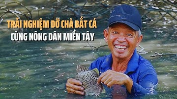 Về Cà Mau Trải Nghiệm Dỡ Chà Bắt Cá Cùng Nông Dân Miền Tây | Tin Tức Miền Tây