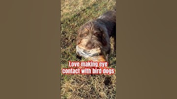 German Wirehaired Pointer: Ultimate Hunting Dog #germanwirehairedpointer
