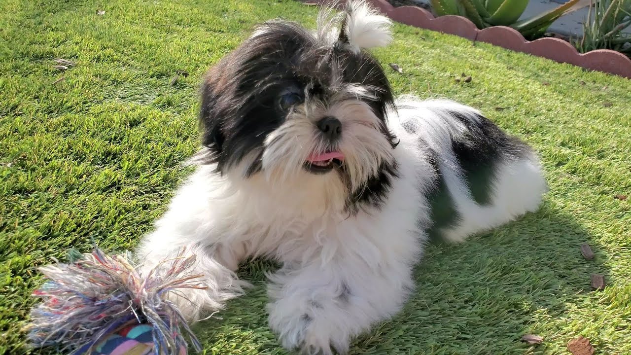 Shih Tzu Need Exercise To Keep Them Fit And Healthy