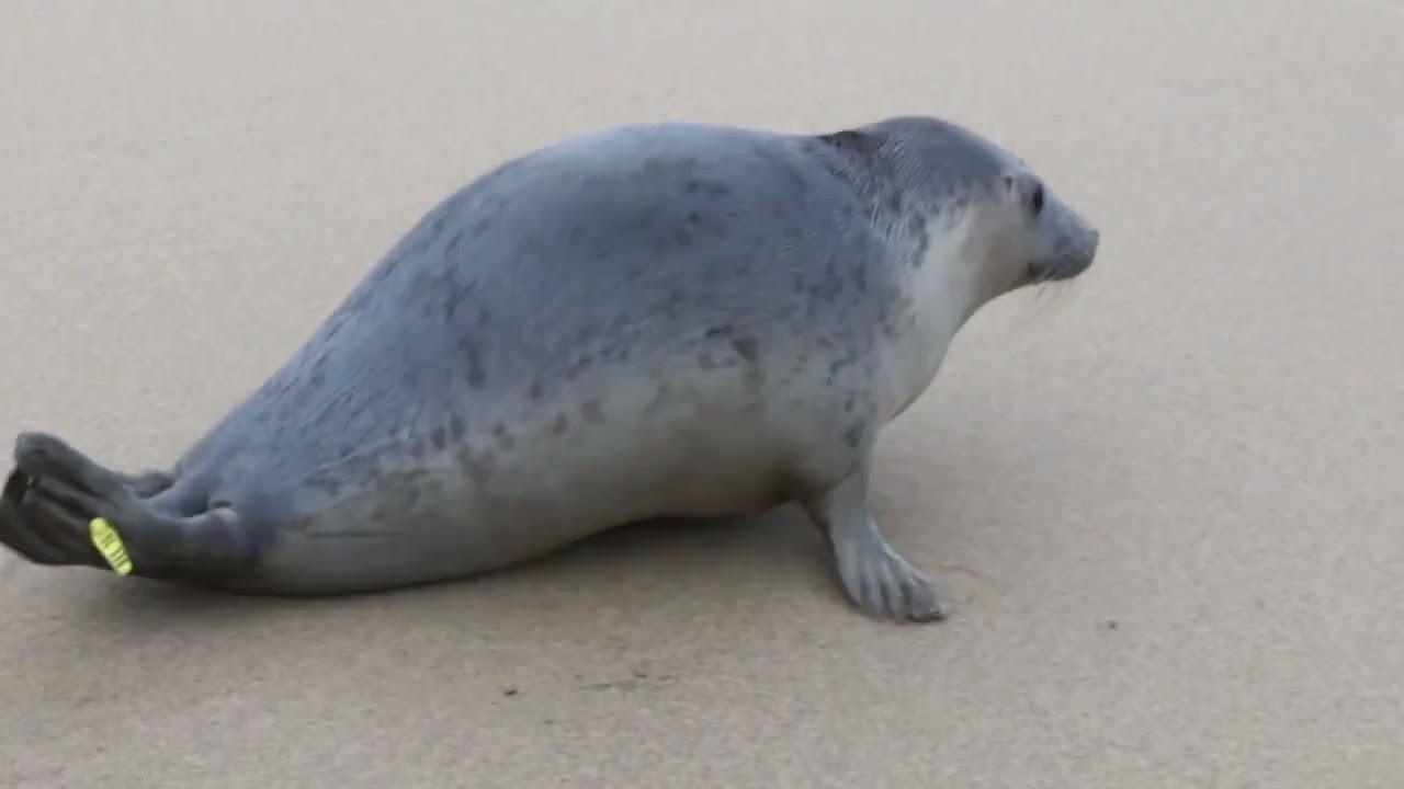 Rescued Seal Pup S'mores was released back into the wild on 18th Nov 2025.