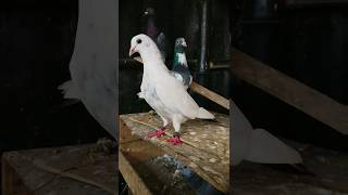 pigeon attitude ?? short video ?shots shortfeed youtubeshorts viralpigeon kabootar