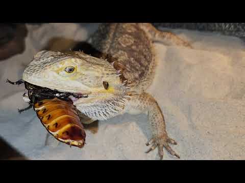 How To Exterminate Giant Cockroaches  - Warning Live Feedings
