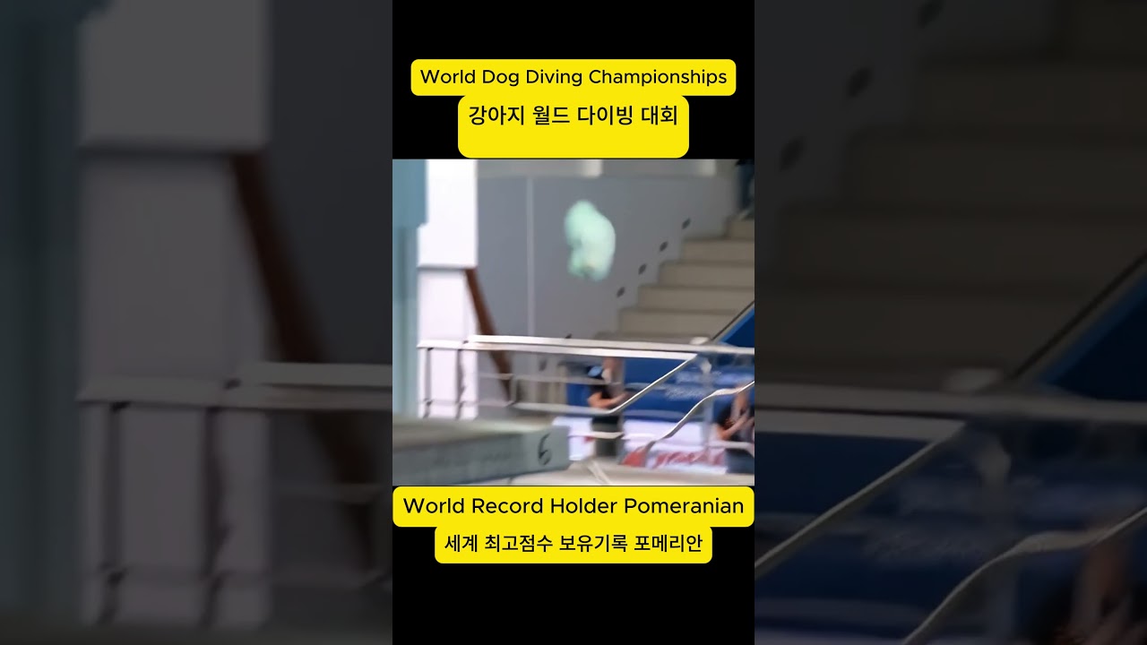 Shorts The moment a dog broke the world record! 세계 기록을 깬 강아지의 순간!