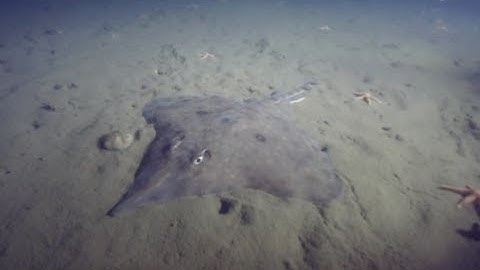 Blue Robotics "BlueROV2": Part 3 - 1050 feet