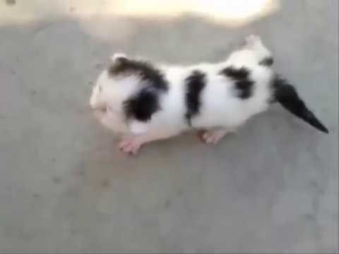 Video: Ամենափոքր կատվի ցեղատեսակները