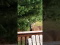 2025 clip