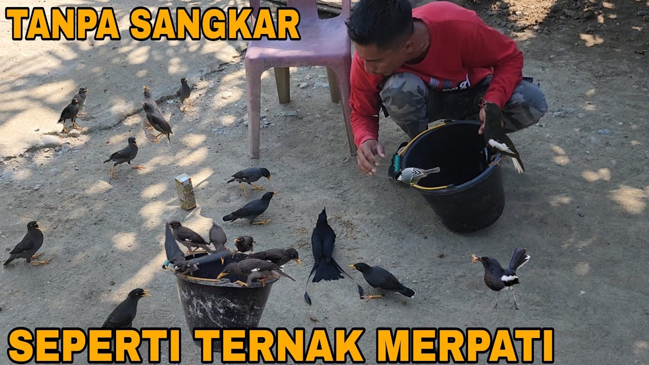 MOMEN YANG KITA TUNGGU_AKHIRNYA MENETASJUGA TELUR-TELUR BURUNG INI