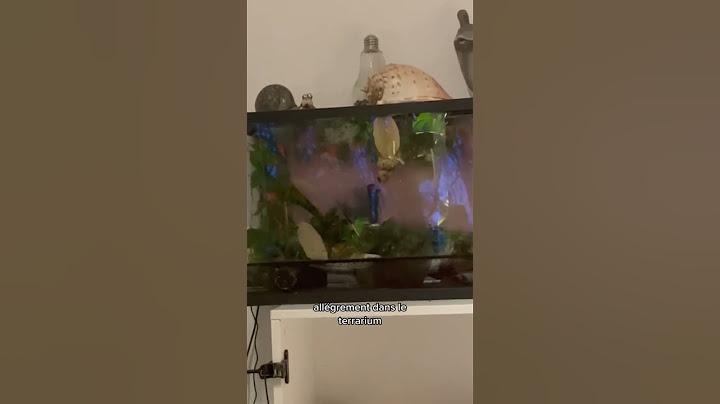 La vision que j’ai de mes escargots depuis mon canapé 😂🐌
