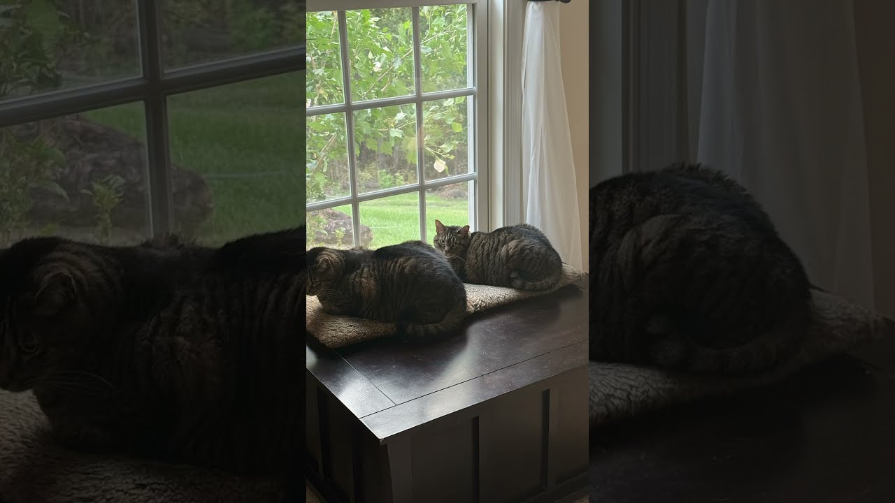 Why Do I Post Everyday Cats Funnycats Catsoftiktok Cattok Twocats Petshorts Meow