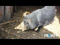 вєтнамські свині свиноматки поросята