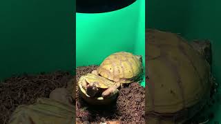 three toed box turtle breeding