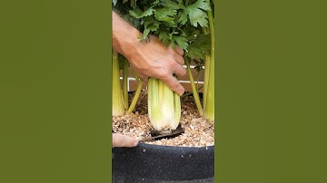 Growing Celery from Seed to Harvest