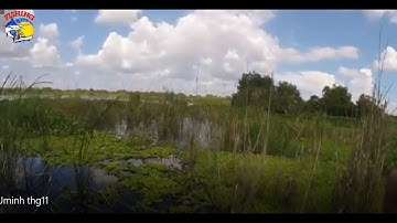 Lén Vào Khu Vực Cấm Của Rừng U Minh Câu Trộm Cá " Khủng "