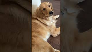 The Cutest Golden Retriever Blanket Moments