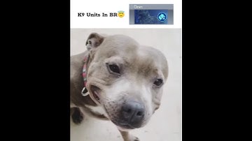 K9 Units In BR vs MP Be Like 😂
