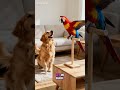 Adorable Pet Party