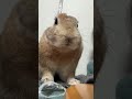 රොමි මැණික♥️ #foryou #viralvideo #viral #viralshort #viralshorts #animal #bunny
