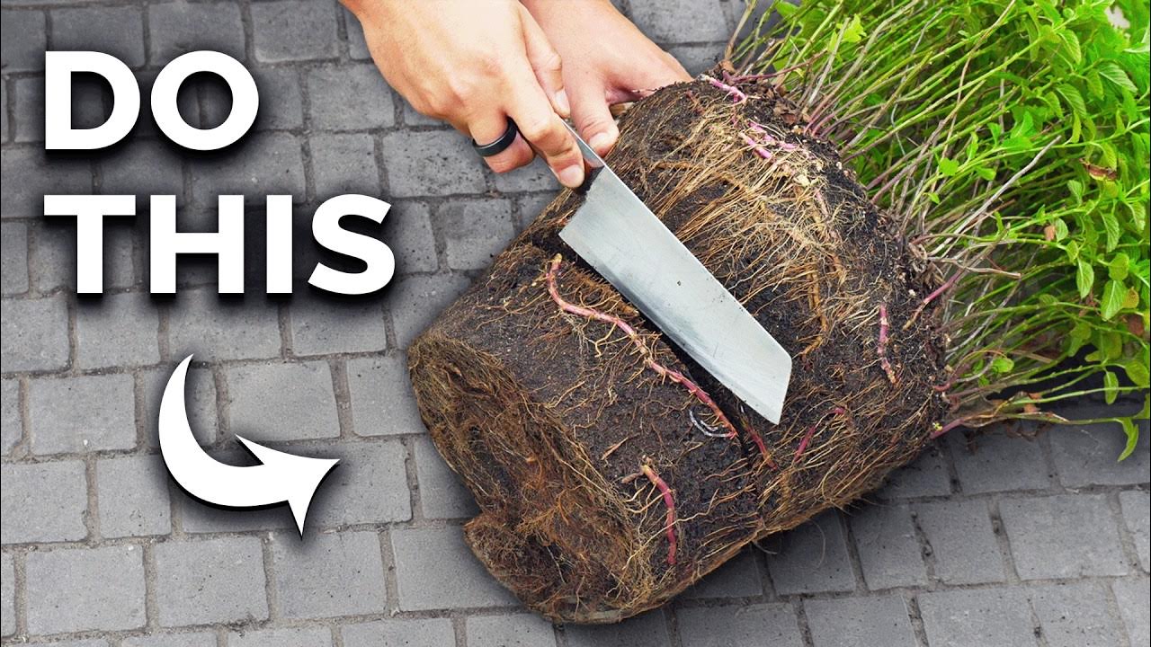 How to Grow Mint in Containers (And Get a Huge Harvest) - YouTube