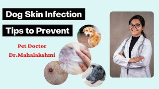 Dog Skin Infection| Tips to Prevent| Pet Doctor| Dr.Mahalakshmi