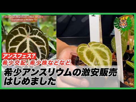 アンスリウム　Sp. The Hope of The Amazon Rare Anthuriums and Philodendrons have arrived at RARE PLANTS