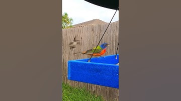 Painted Bunting Almost Gets Abducted By A Blurry UFO | Territorial Black-chinned Hummingbird #wow