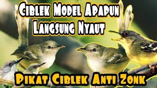 Ciblek Betina Memanggil Jantan | Sukses bikin Ciblek Bahan Langsung Bunyi