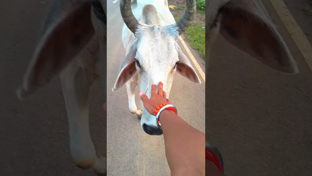 Jai gau mata...💕💕 