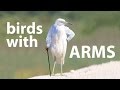 Birds With Arms Compilation