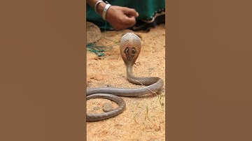 Cần Bao Nhiêu Nọc Độc, Rắn Độc Có Thể Giết Chết Con Người? #shorts