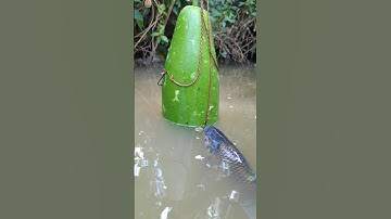 Unique Trapping Fishing System With, big gourd bait#fish_traps#video