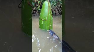 Unique Trapping Fishing System With, big gourd bait#fish_traps#video