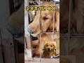 눈물 흘리던 아이… 지금은 웃고 있어요 The dog who cried… is now smiling again