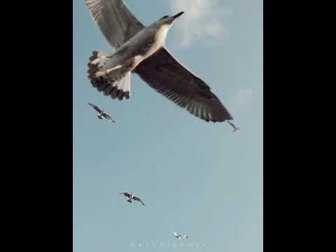 الضحى من نور من ابتهالات نصر الدين طوبار