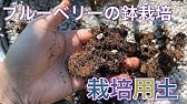 ブルーベリー ピートモスは再利用 Youtube ブルーベリー ピートモスは再利用 Youtube