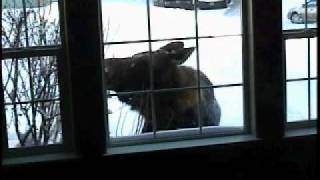 Neighborhood Moose Eats our Halloween Pumpkin!.AVI