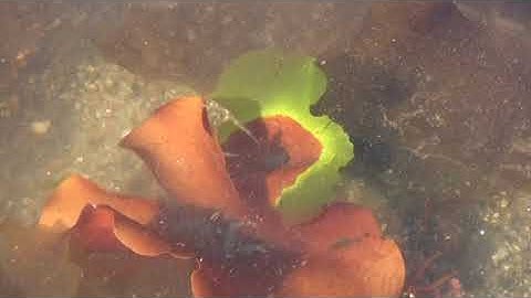 Sitka Alaska Intertidal Organisms. A very unique video. Includes extreme close-ups.