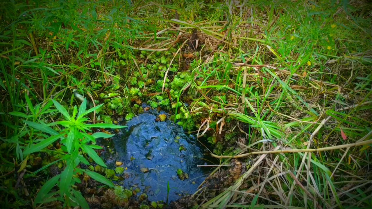 MANCING IKAN BETOK DI RAWA AIR HITAM - YouTube
