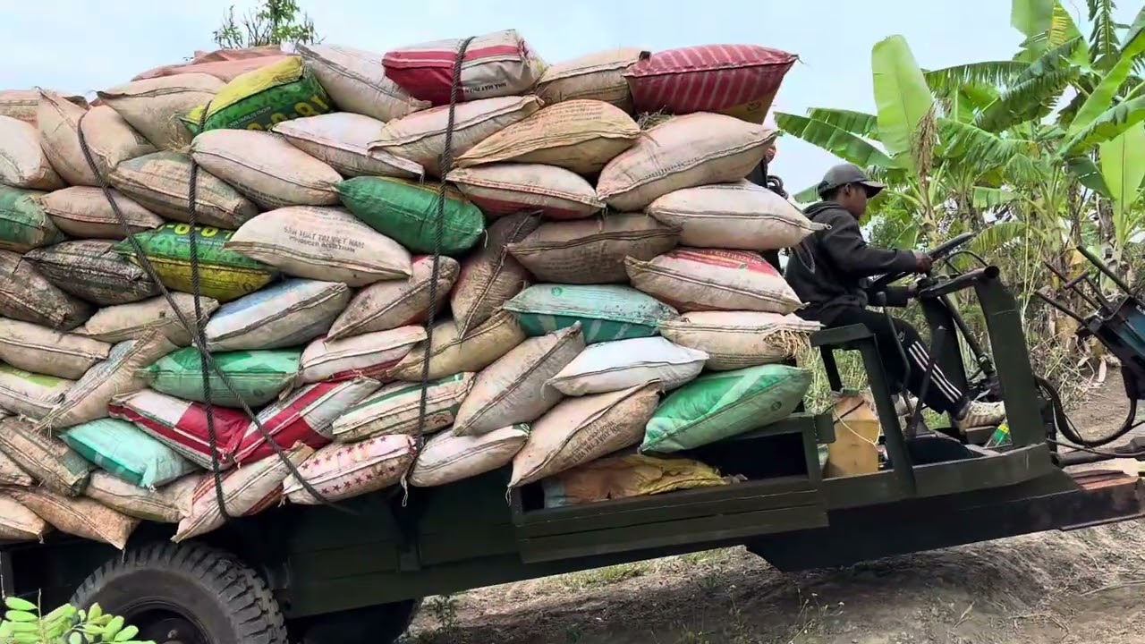 Xe cong nong cầu đẩy chở lúa ở rừng #rice #go #central #gialaitv