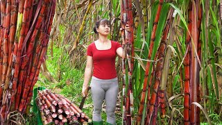 Harvesting Sugar Cane And Vegetables Go To Market Sell, Build Garden - Phuong Daily Harvesting