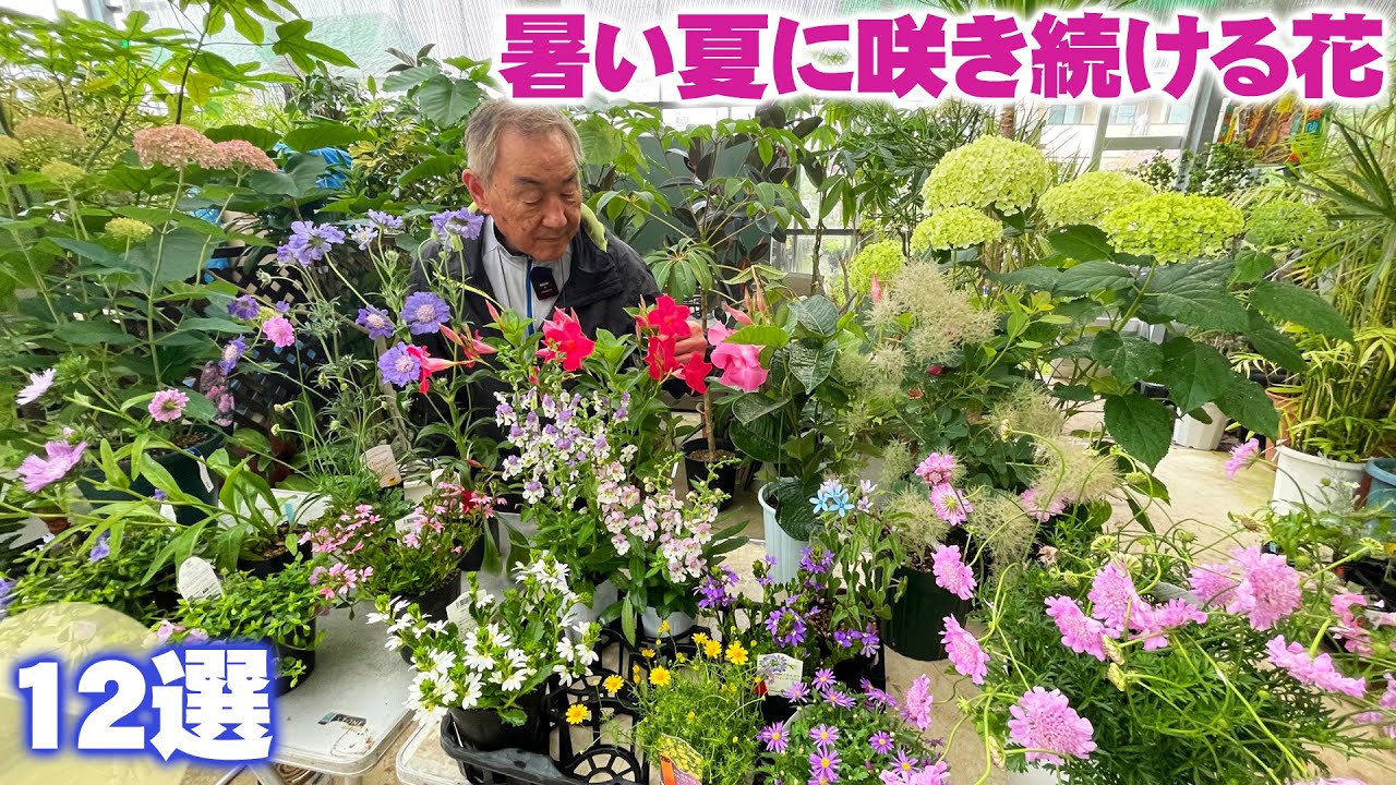 花と緑のグリーンバレイ】日光大好き！暑い夏に咲き続けるおすすめ夏の