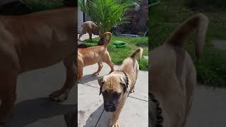 3 South African Boerboel puppies with their mum