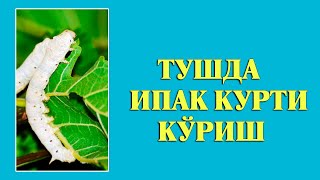 Туш табири - Тушда Ипак курти куриш