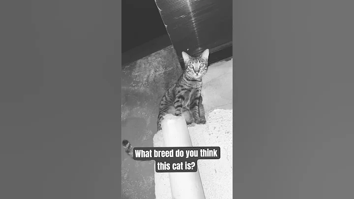 Watch the video about 😼❓Stray Cat Squad new member #cat #straycat #catlover #serengeti #bengal #savannah❓