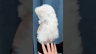 This Bichon Frize Is A Bit Cute Because It’s So Pretty, So It Speaks In A Low Voice To Avoid Scarin