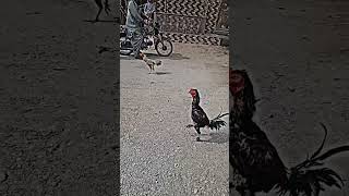 Asil Murgo Ki Ladai Status,,