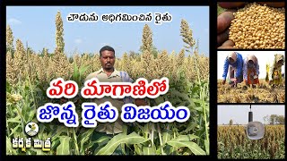 వరి మాగాణుల్లో జొన్న రైతు విజయం || Success Story on Sorghum Farming in Rice Fallows | Karshaka Mitra