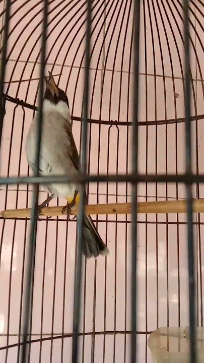 Kutilang full isian kombinasi sikatan Londo suara keras.