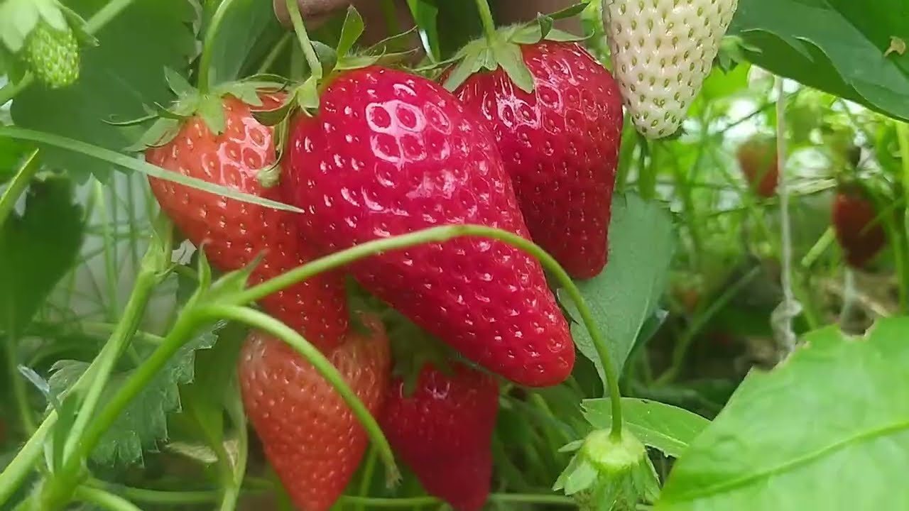 dala sharoyitida ekilgan kinzberi qulpnaylarini holati va hosillari