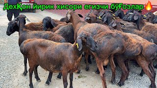 200$  дехқондан йирик хисори бўғоз қўйлар қўчқор бонусга