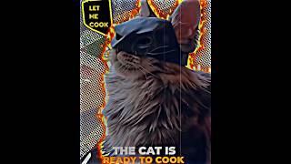 Cat Like Of Batman...